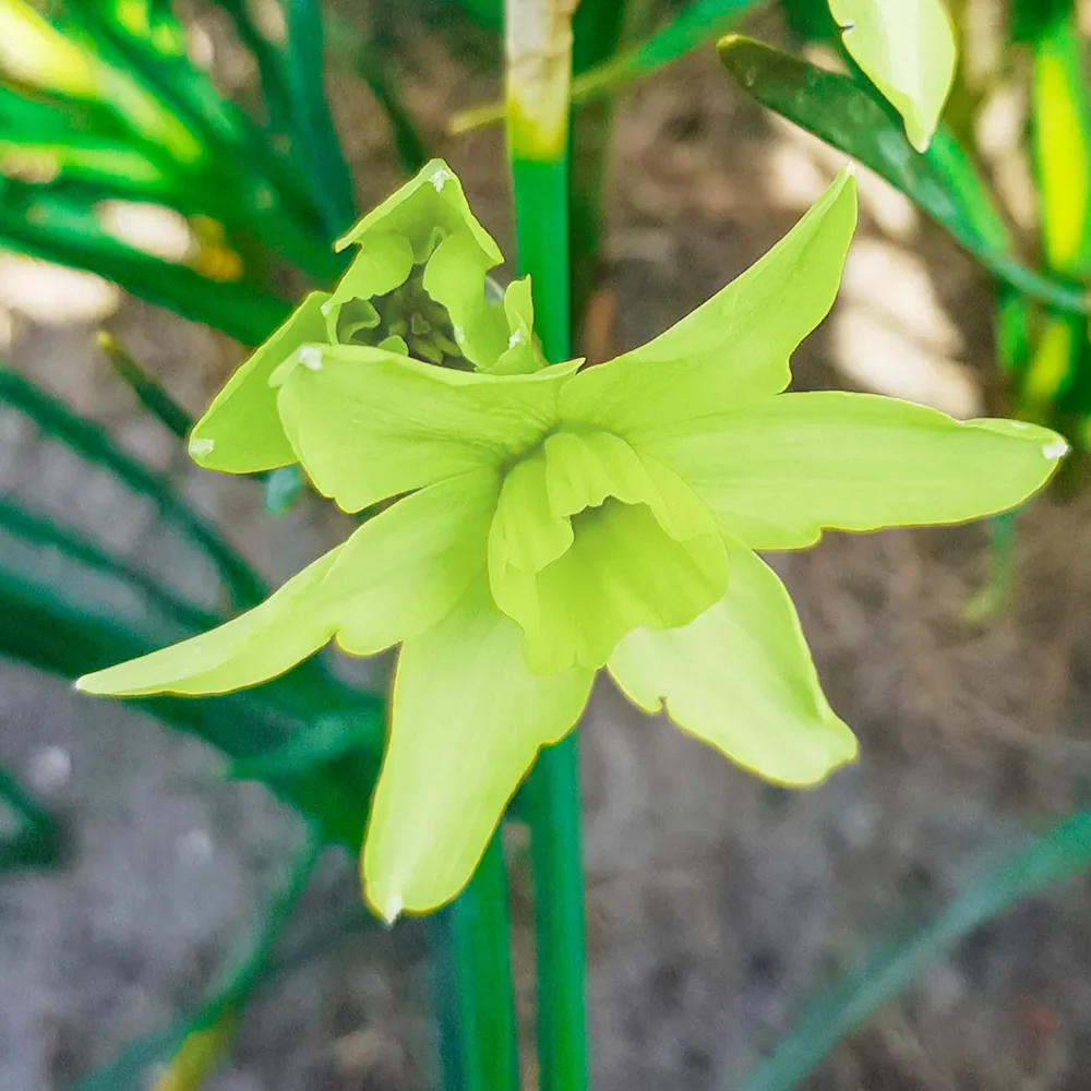 Viridiflora Narcissus Polar Hunter - Image 3