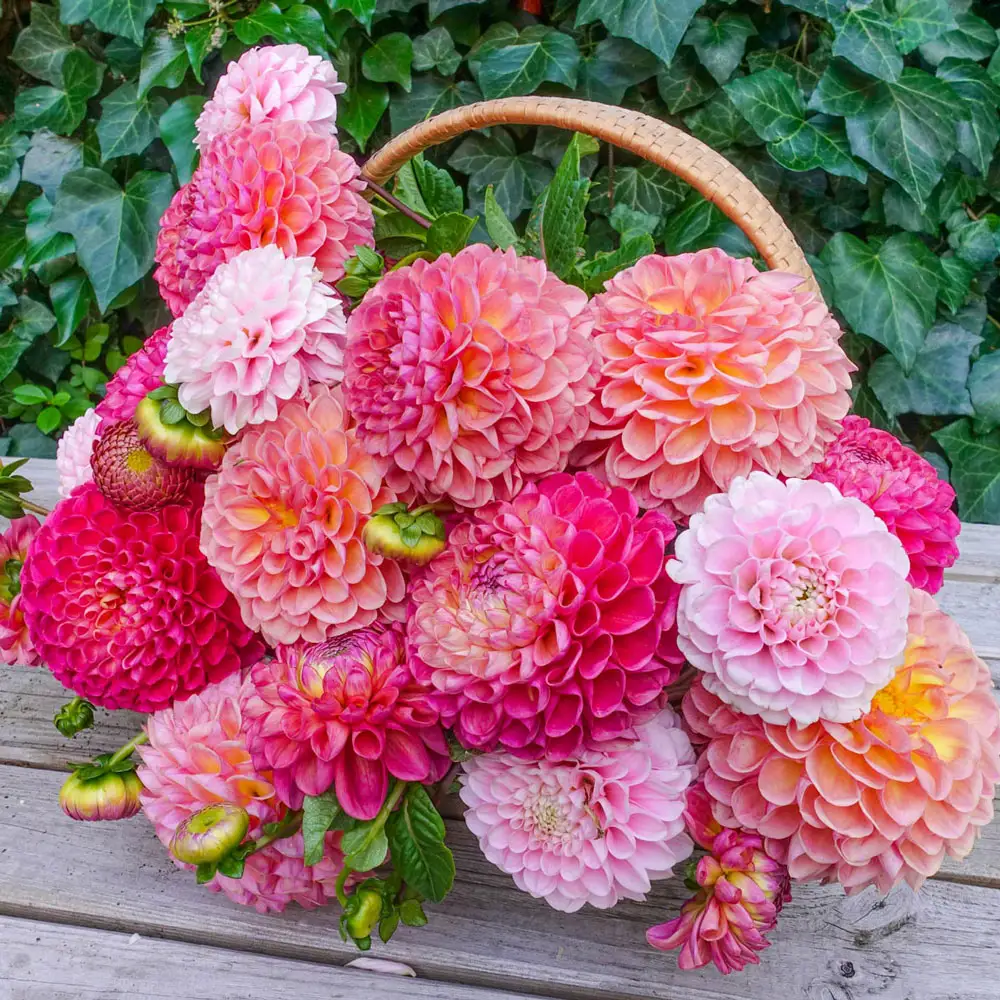 Warm Embrace Dahlia Blend