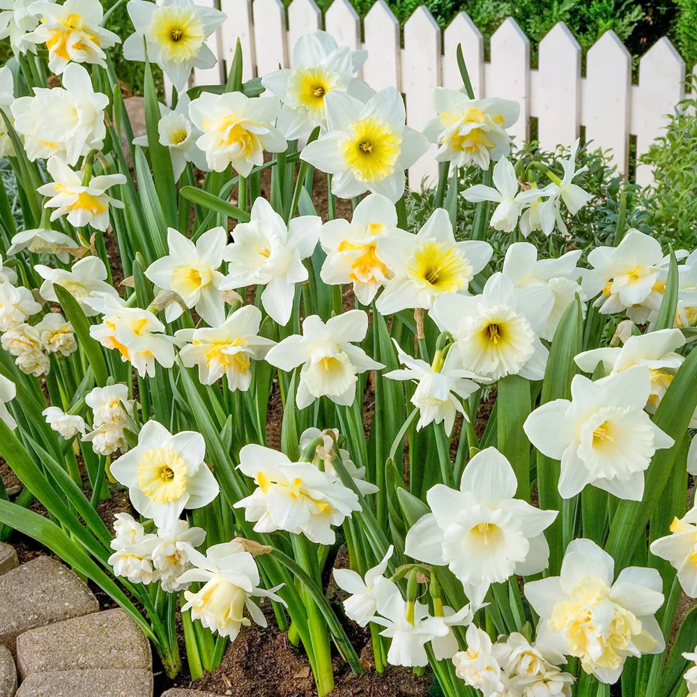 White Daffodil Blend