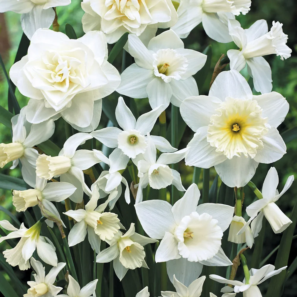 White Daffodil Blend - Image 2