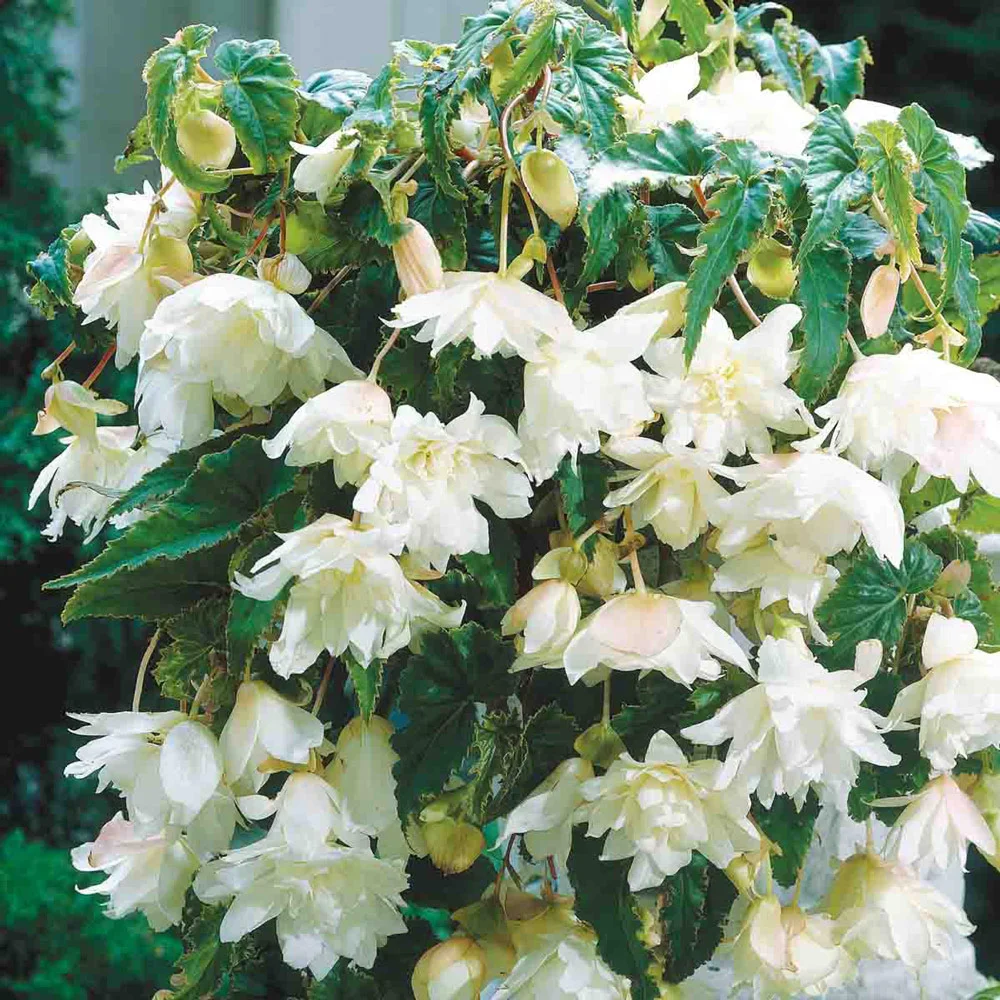 Double Hanging Basket Begonias White - Image 3