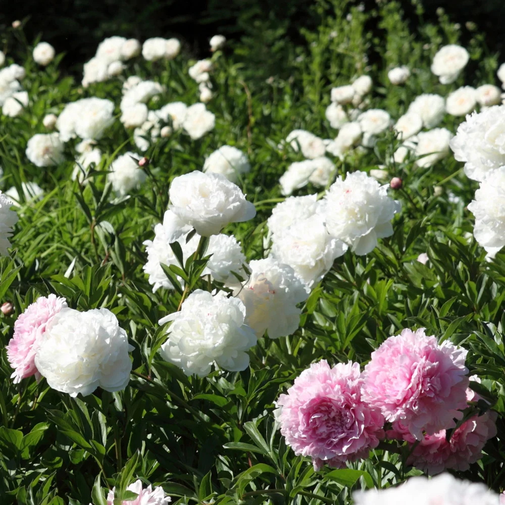 Double Peony White - Image 3