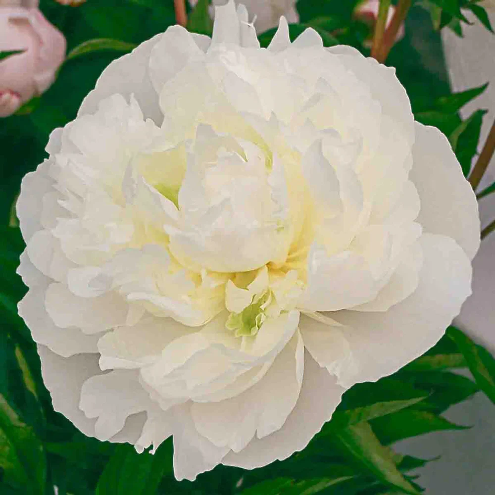 Double Peony White - Image 4