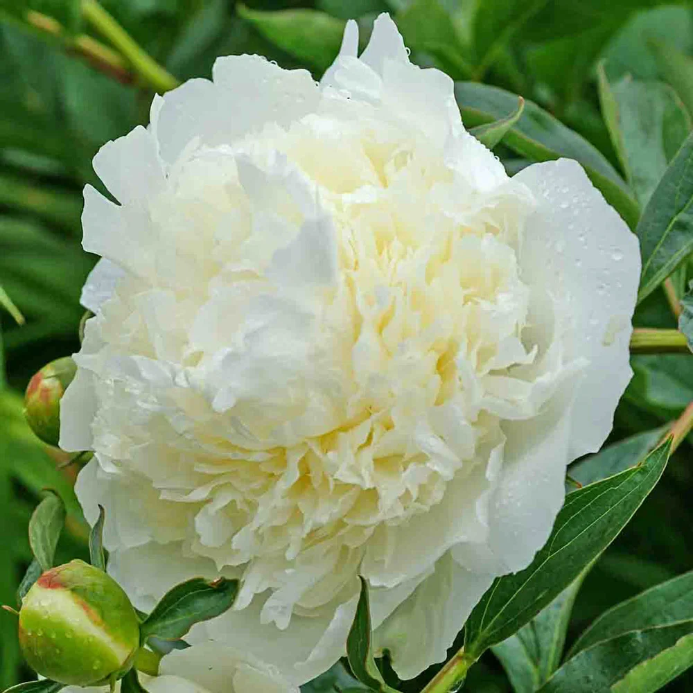 Double Peony White - Image 5