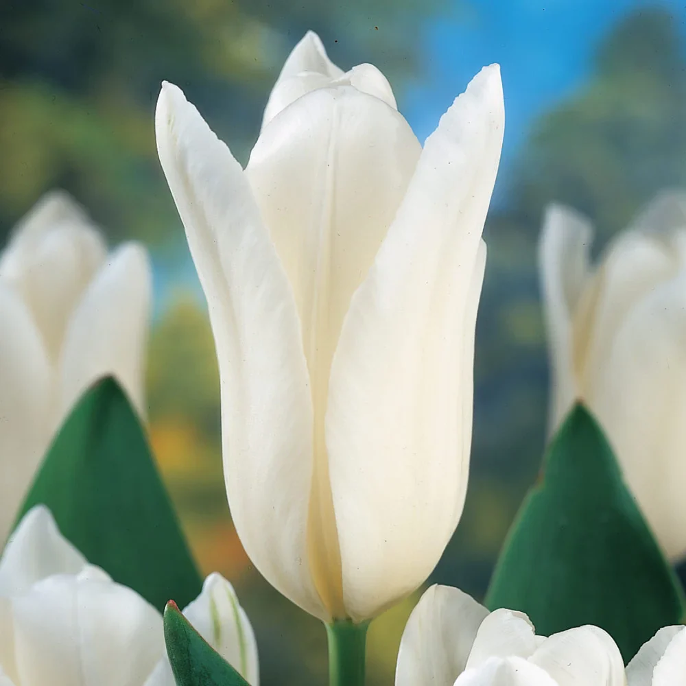 Fosteriana Tulip White Emperor - Image 4