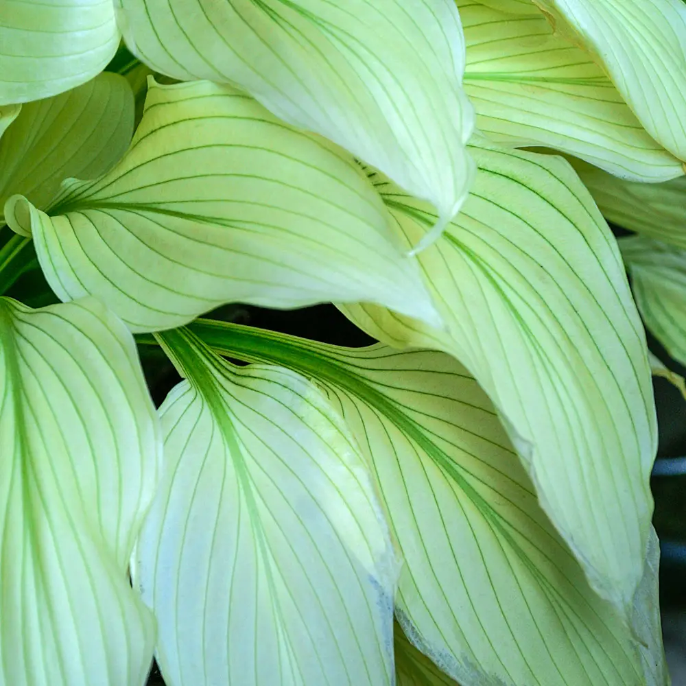 Hosta White Feather - Image 3