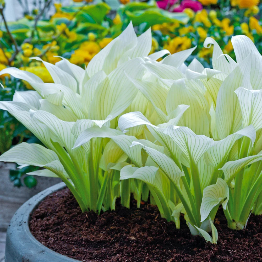 Hosta White Feather - Image 4