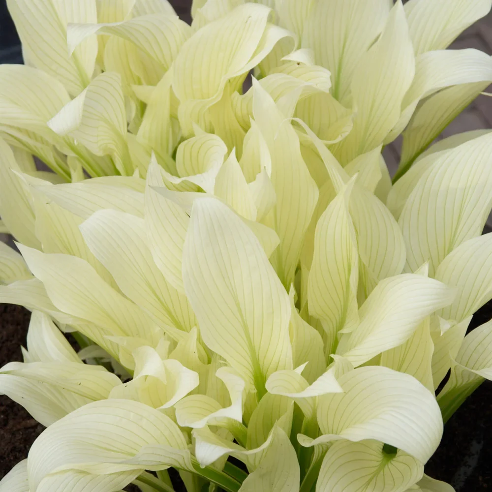Hosta White Feather - Image 5
