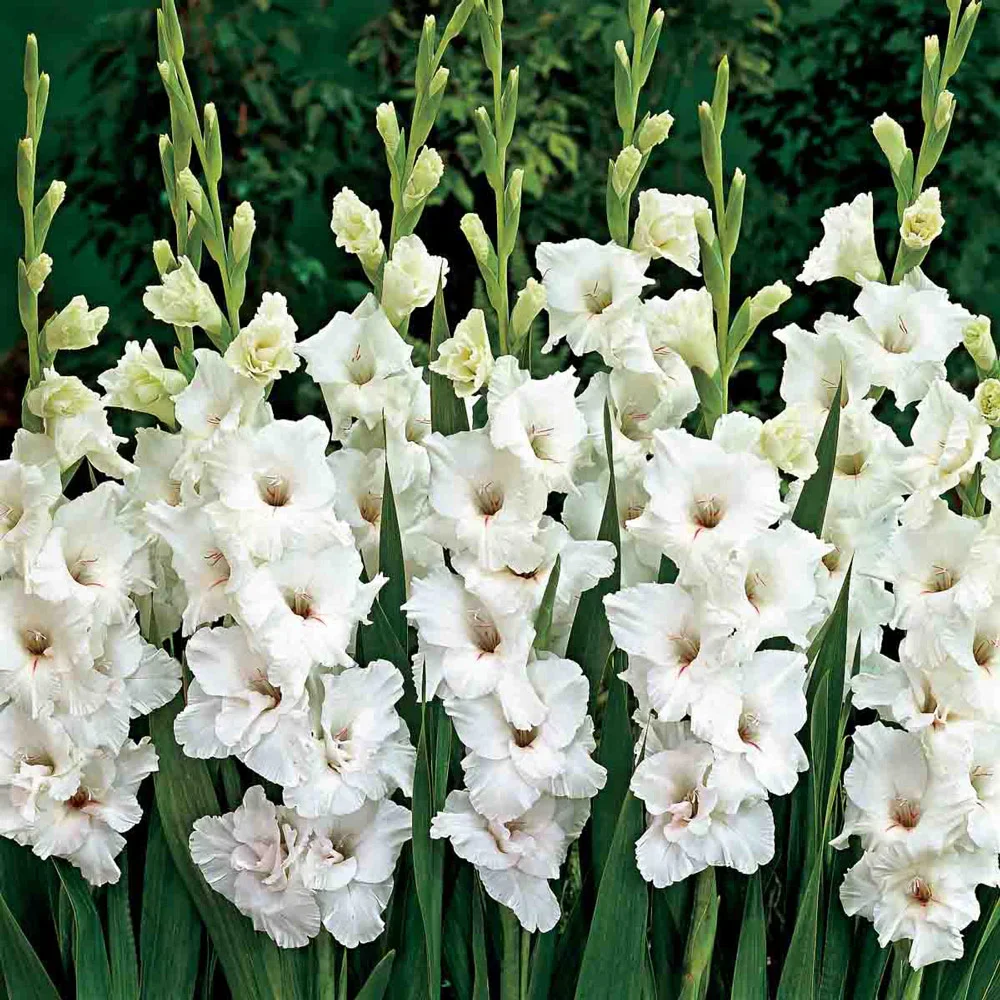 Gladiolus White Prosperity - Image 3