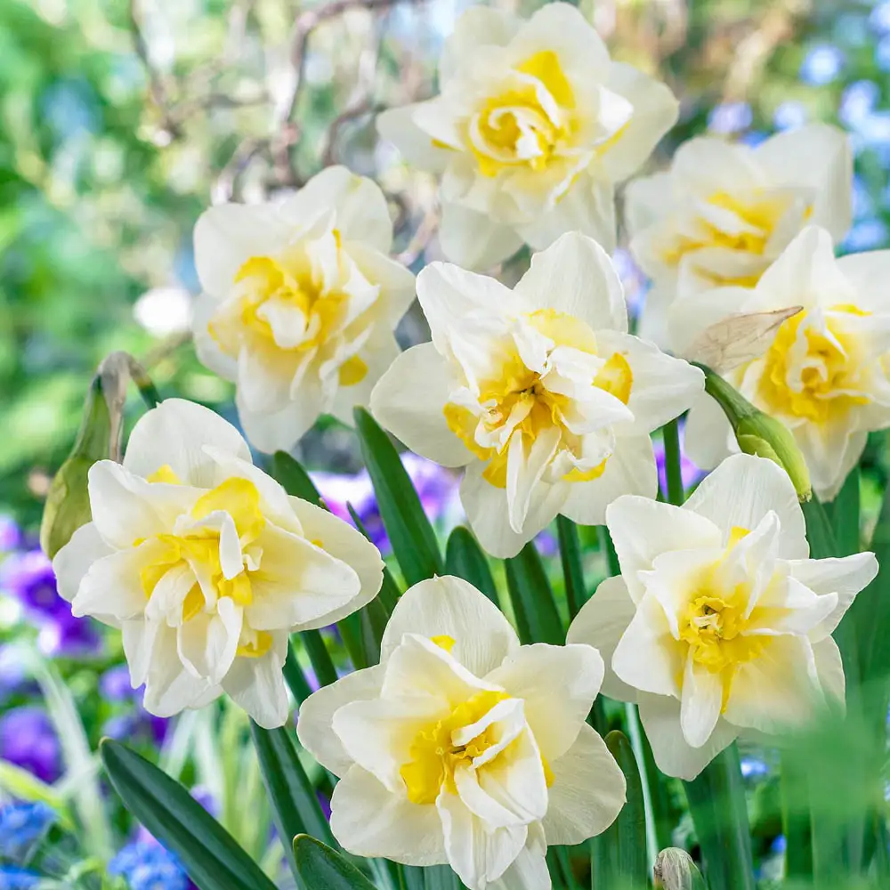 Double Daffodil White Lion
