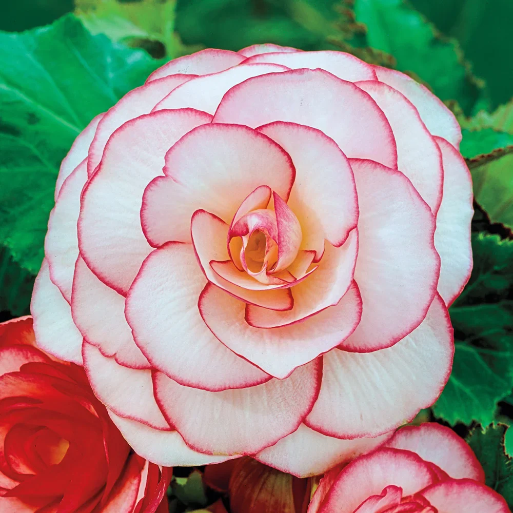 Picotee Begonias White-Red - Image 2