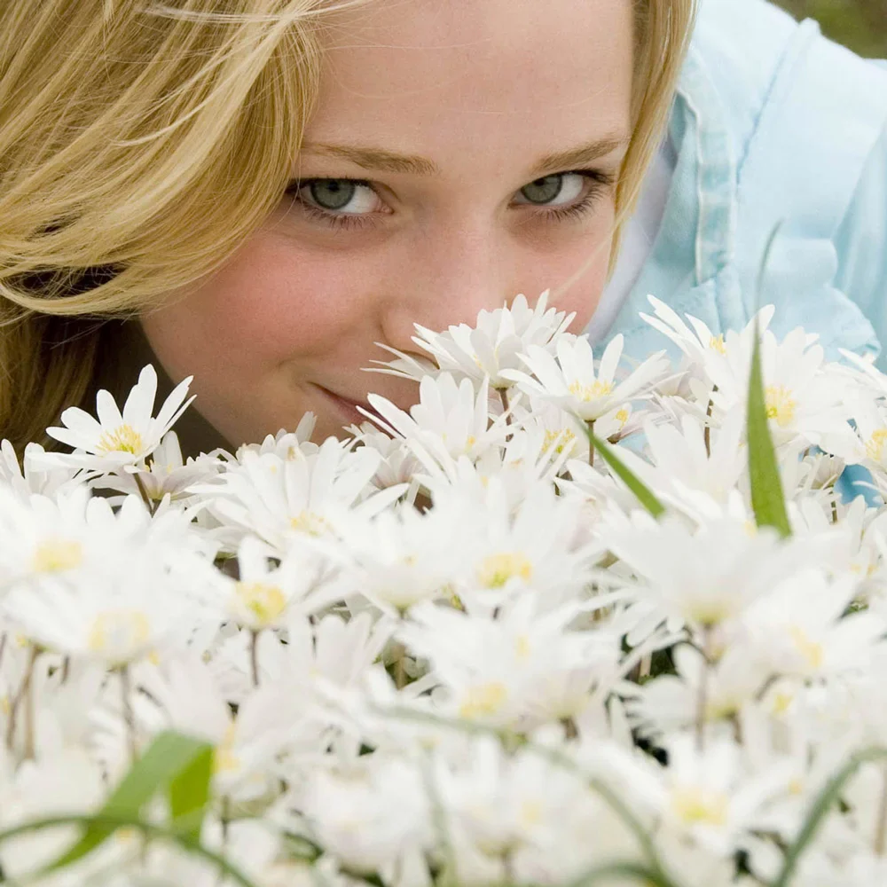 Anemone Blanda White Splendour - Image 2