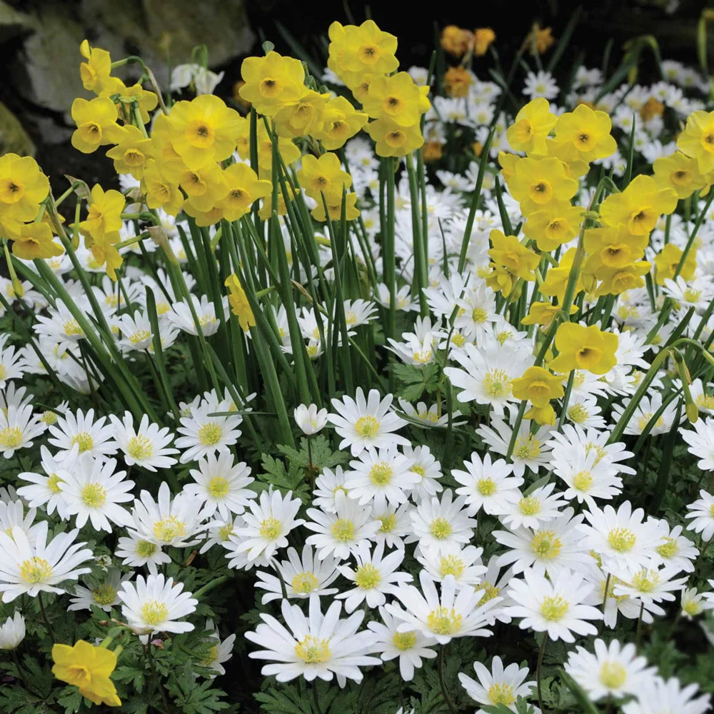 Anemone Blanda White Splendour - Image 3