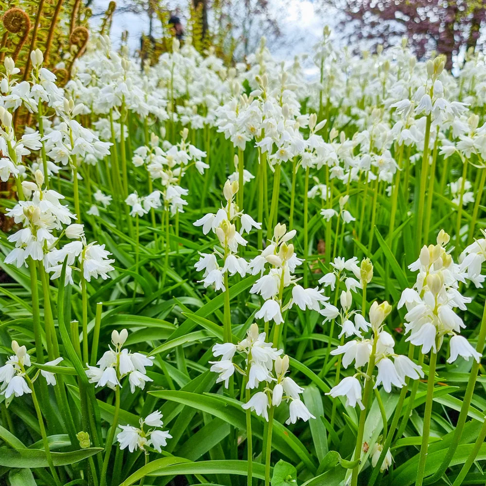 White Wood Hyacinth