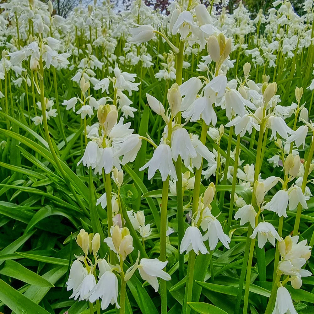 White Wood Hyacinth - Image 3