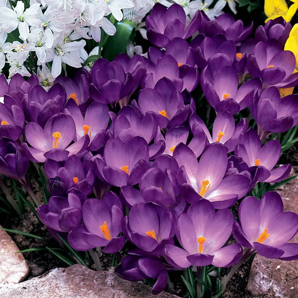 Species Crocus Whitewell Purple (tommasinianus) - Image 2