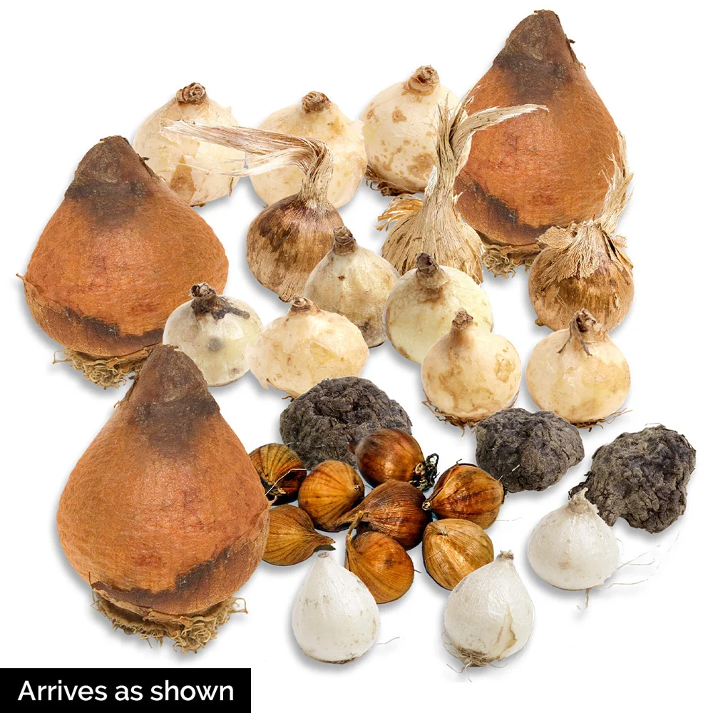 Wild Flower Bulb Mix - Image 2