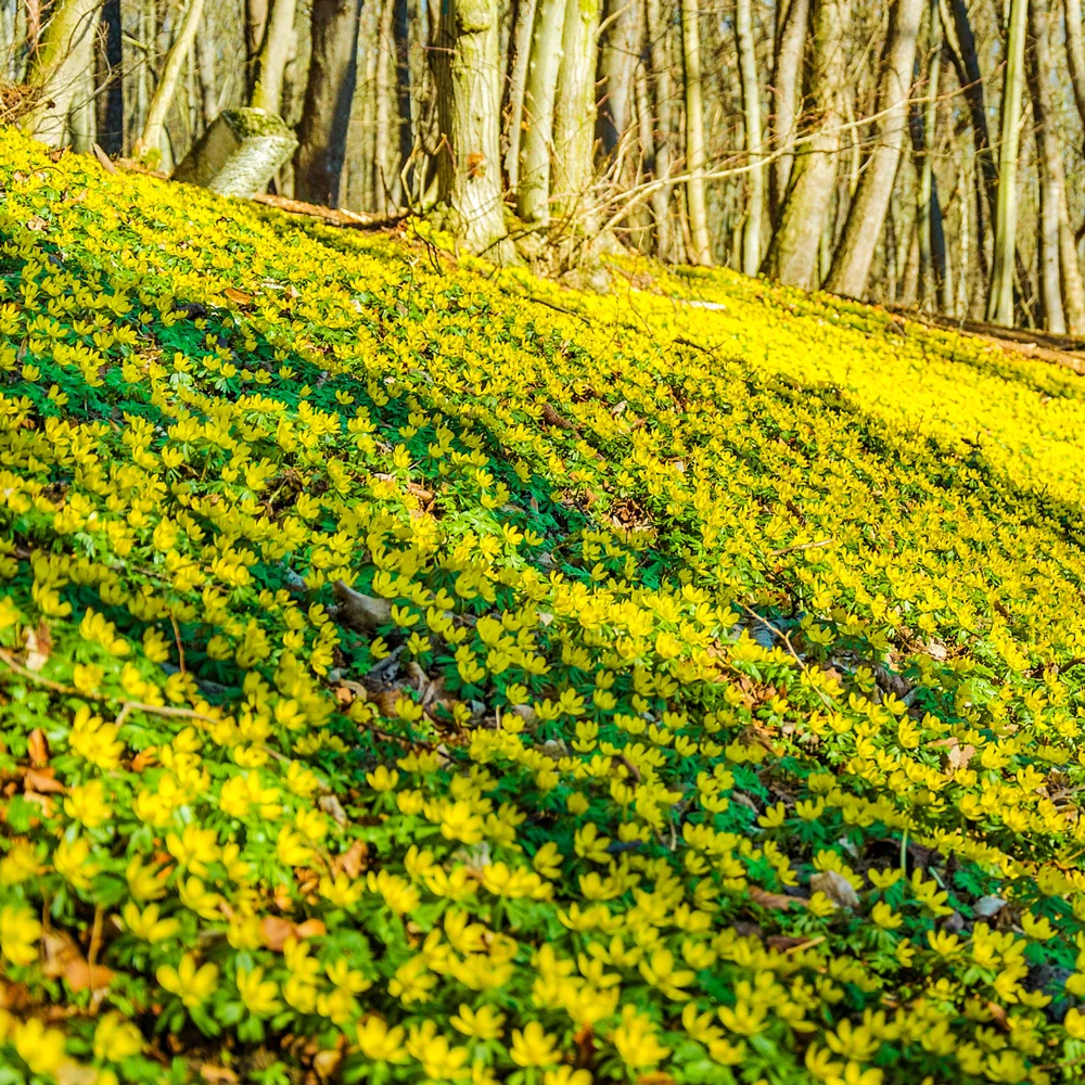 Winter Aconite