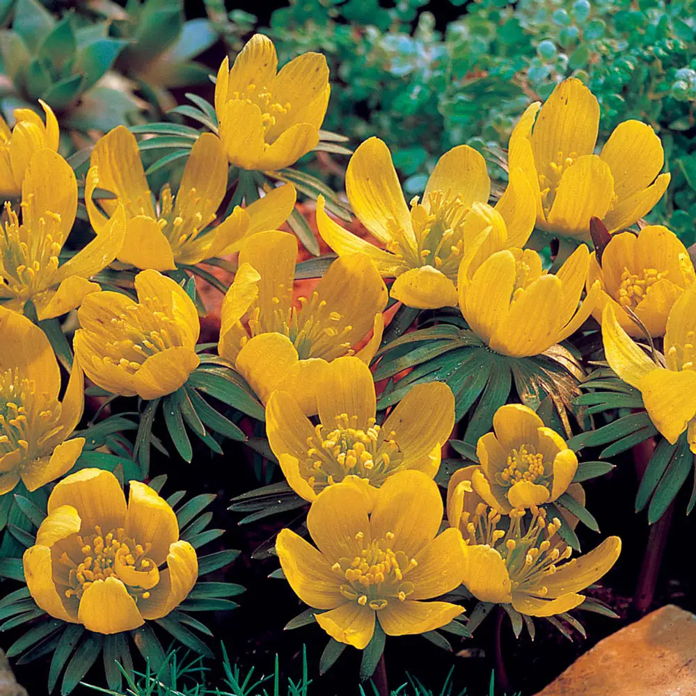 Winter Aconite - Image 3