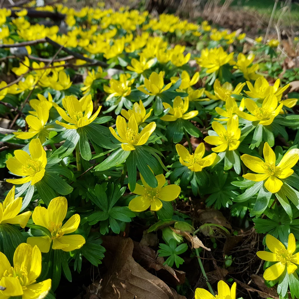 Winter Aconite - Image 6