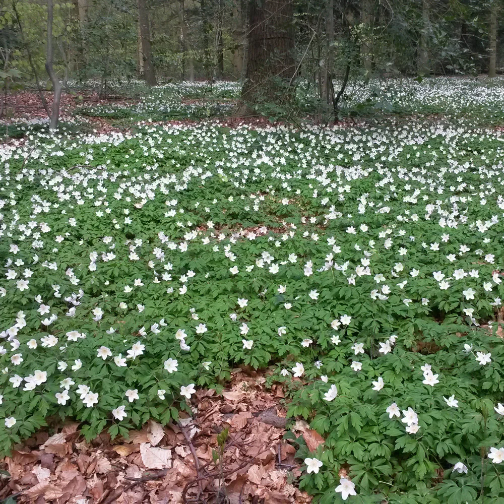 Wood Anemone - Image 5