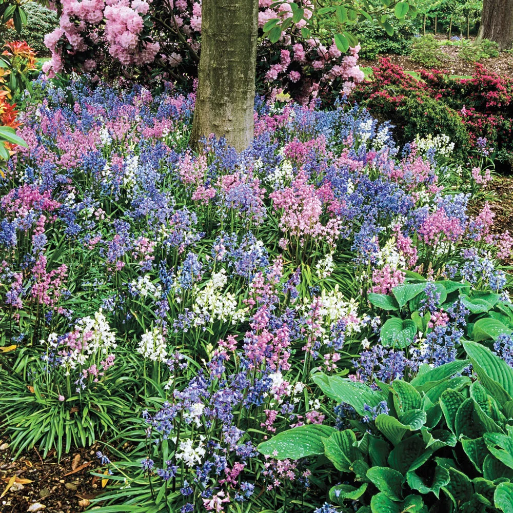 Wood Hyacinth Mix - Hyacinthoides hispanica - Image 2