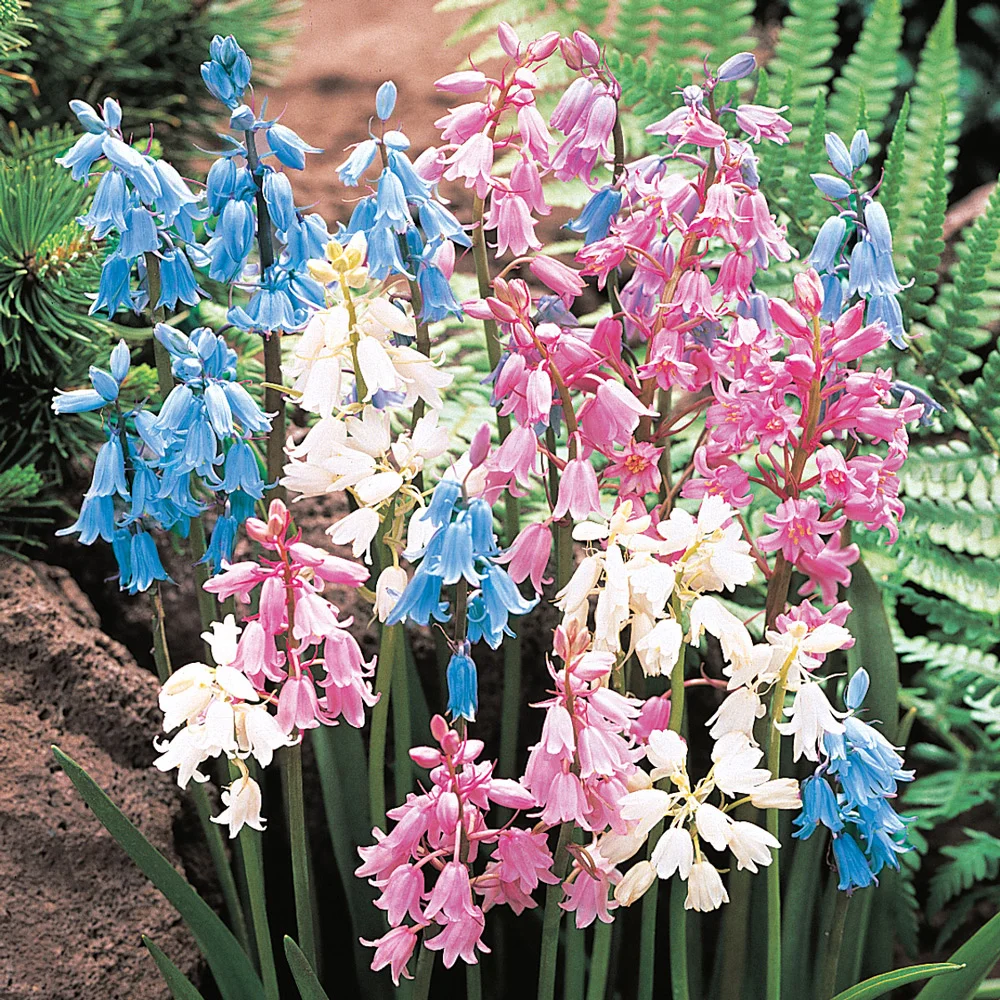 Wood Hyacinth Mix - Hyacinthoides hispanica - Image 3