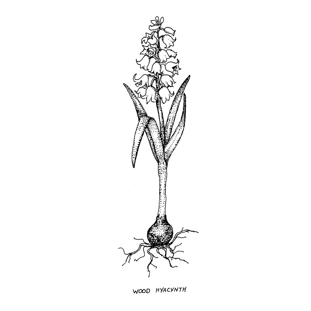 Wood Hyacinth Mix - Hyacinthoides hispanica - Image 4