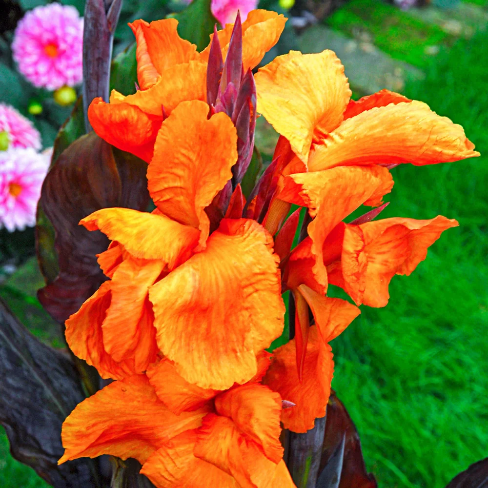 Giant Canna Wyoming - Image 2