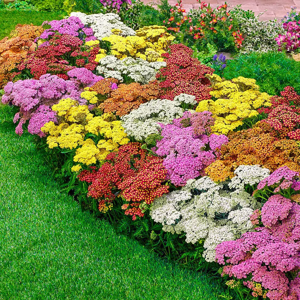 Yarrow Mixed Colors