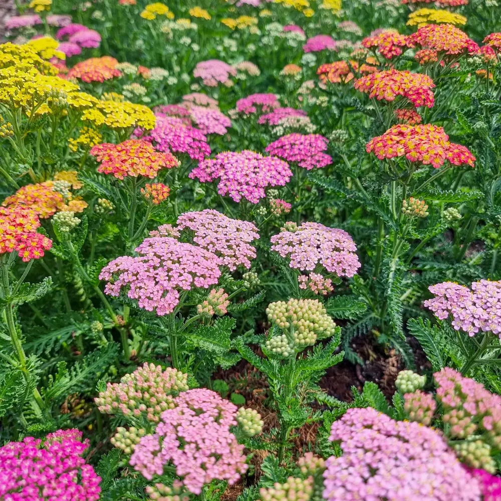 Yarrow Mixed Colors - Image 2