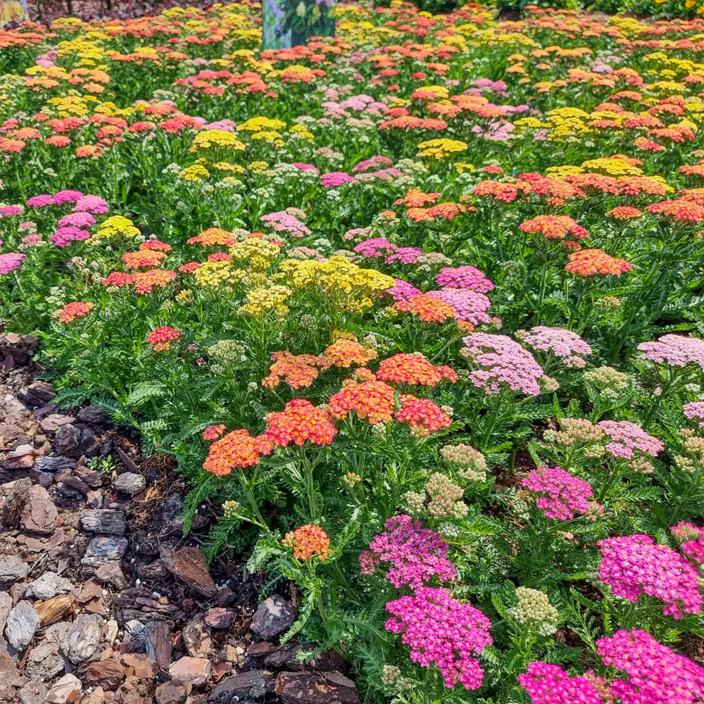 Yarrow Mixed Colors - Image 3