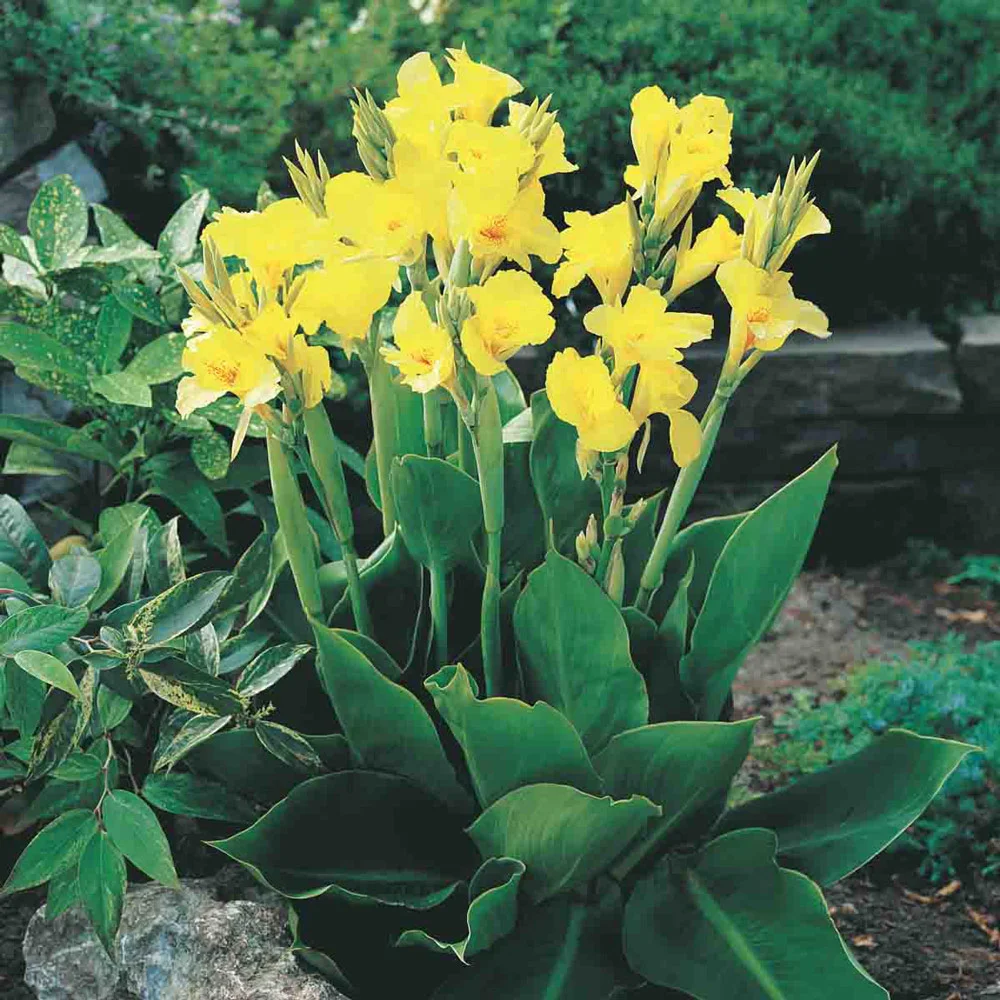 Giant Canna Yellow King Humbert - Image 2