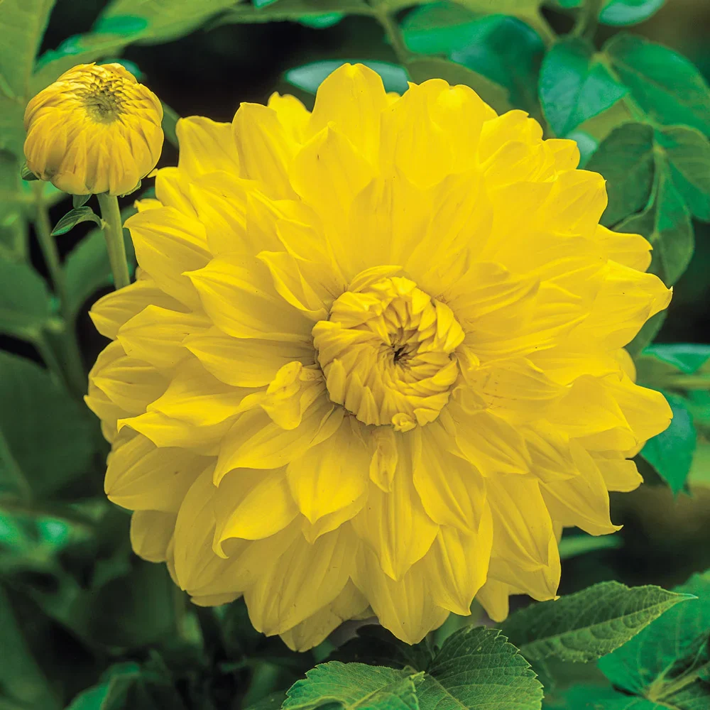 Large Decorative Dahlia Golden Emblem