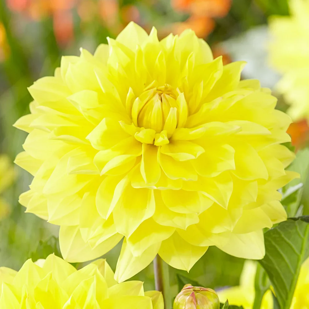 Large Decorative Dahlia Golden Emblem - Image 2