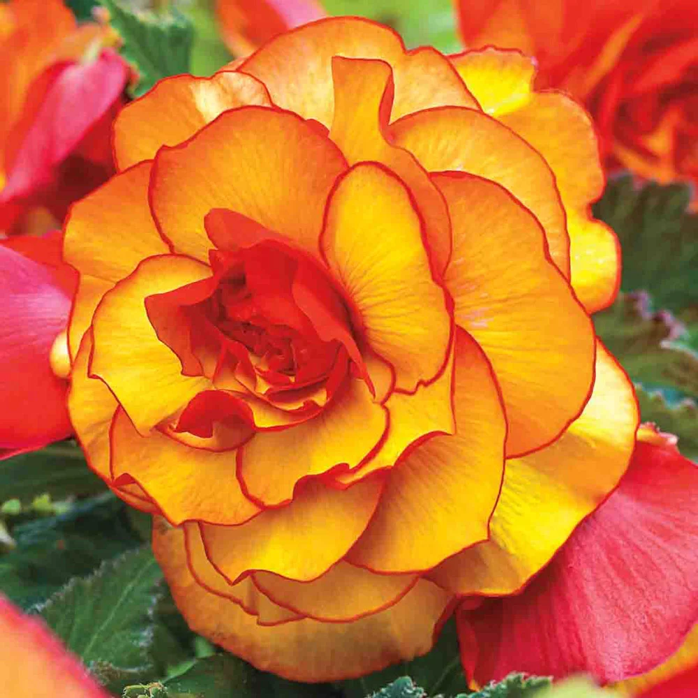 Picotee Begonias Yellow-Red - Image 2