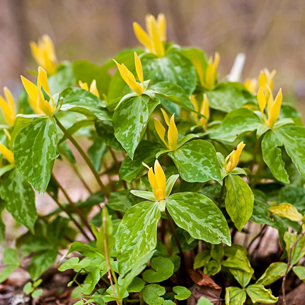 Yellow Trillium - Image 4