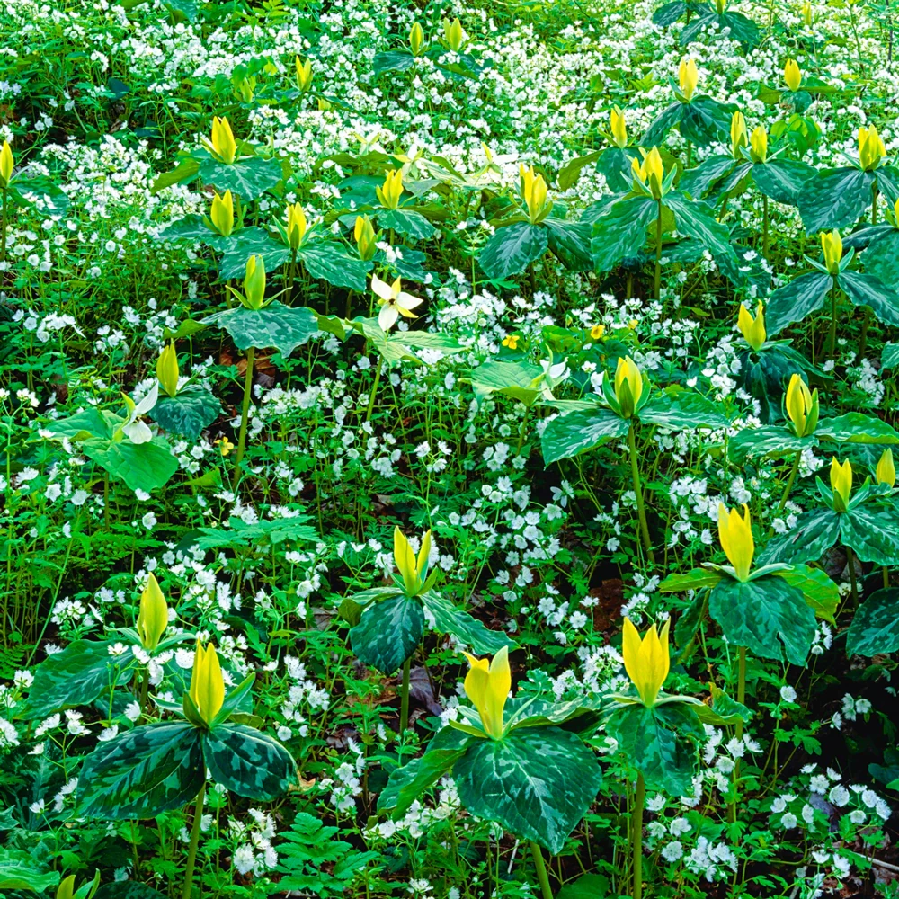 Yellow Trillium - Image 5