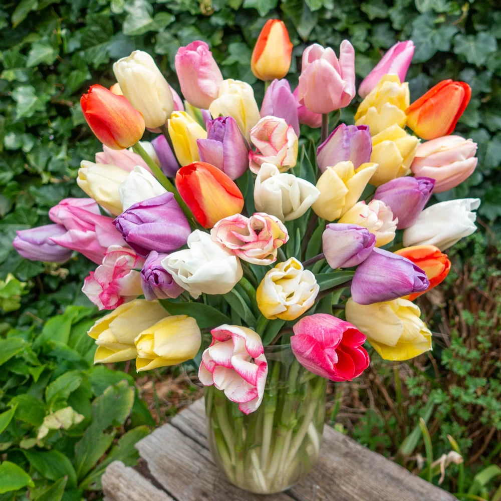 Zinfandel Tulip Blend - Image 2