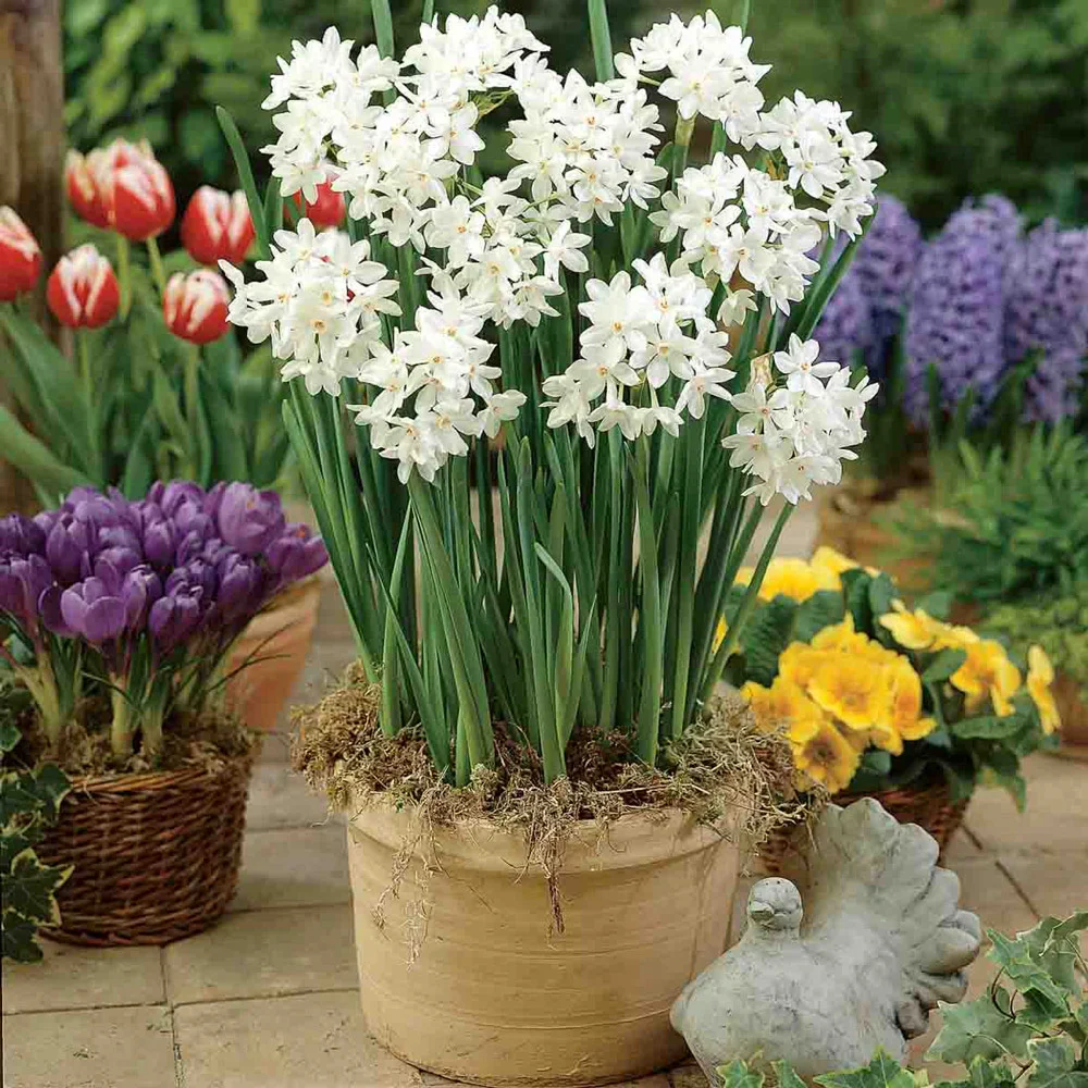 Paperwhite Narcissus Ziva - Image 2